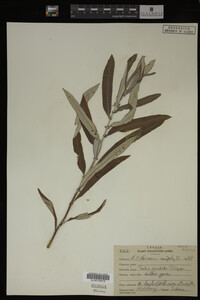 Salix candida image