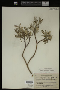 Salix candida image