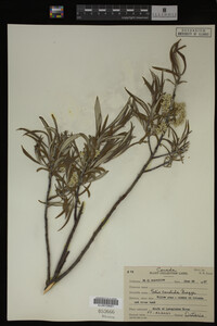 Salix candida image