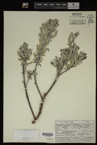 Salix candida image