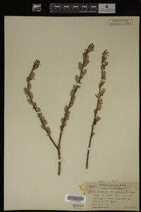 Salix candida image