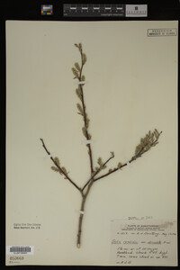 Salix candida image