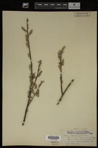 Salix candida image