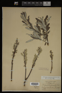 Salix candida image