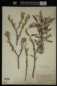 Salix candida image