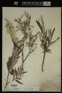 Salix candida image