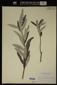 Salix candida image