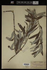 Salix candida image
