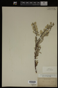 Salix candida image