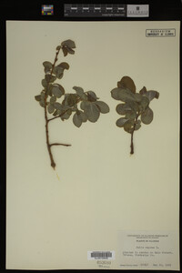 Salix caprea image