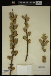 Salix caprea image