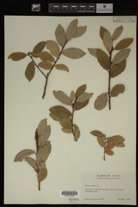 Salix caprea image