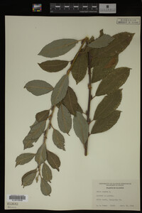 Salix caprea image
