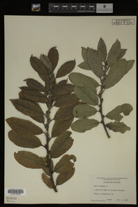Salix caprea image