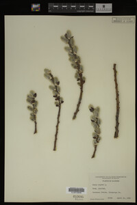 Salix caprea image