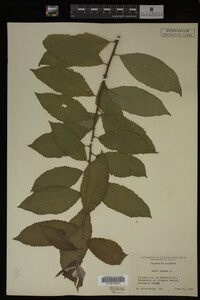 Salix caprea image