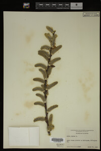 Salix caprea image
