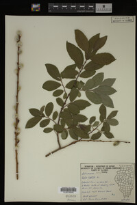 Salix caprea image