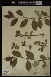 Salix caprea image