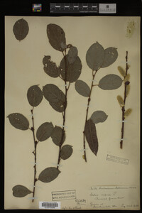 Salix caprea image