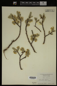 Salix caprea image