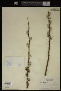 Salix caprea image