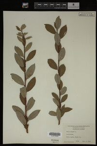 Salix caprea image