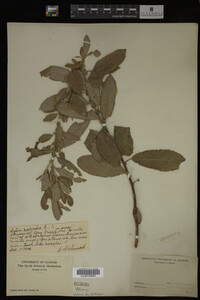 Salix caprea image