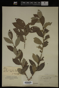 Salix caprea image
