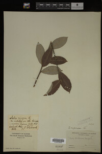 Salix caprea image