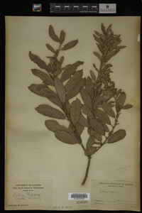 Salix caprea image