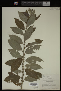 Media resource of Salix caprea