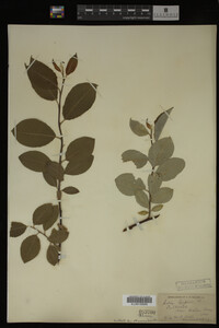 Salix caprea image