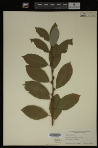 Salix caprea image