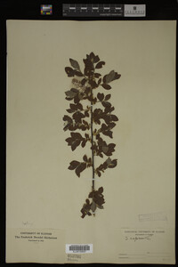 Salix caprea image