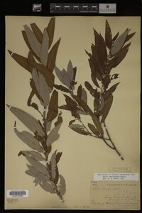 Salix caroliniana image