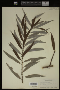 Salix caroliniana image