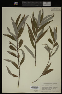 Salix caroliniana image