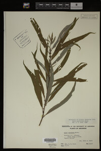 Salix caroliniana image