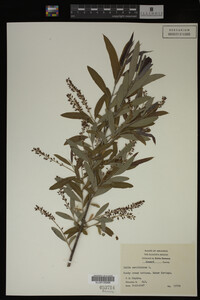 Salix caroliniana image