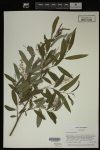Salix caroliniana image