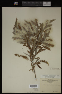 Salix caroliniana image