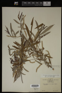 Salix caroliniana image