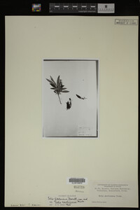 Salix caroliniana image