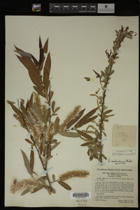 Salix caroliniana image