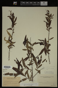 Salix caroliniana image