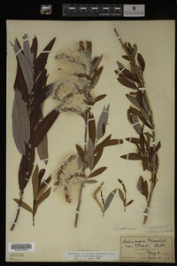 Salix caroliniana image