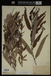 Salix caroliniana image