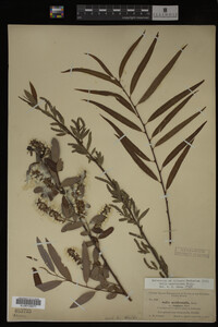 Salix caroliniana image