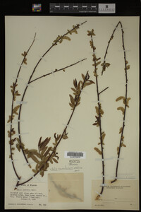 Salix caroliniana image